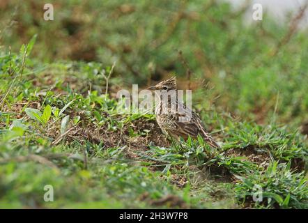 Oriental Skylark (Alauda gulgula gulgula) adulto sulla banca erbosa Bundala NP, Sri Lanka Dicembre Foto Stock