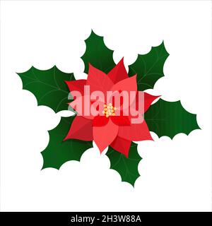 Illustrazione vettoriale di poinsettia fiore rosso. Decorazione natalizia con fiore poinsettia e foglie di leccio. Elemento di design xmas isolato su bianco Illustrazione Vettoriale