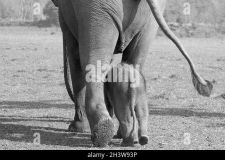 Una femmina elefante con il suo bambino che va per una passeggiata al Centro di allevamento degli elefanti a Sauraha, Nepal Foto Stock