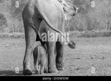 Una femmina elefante con il suo bambino che va per una passeggiata al Centro di allevamento degli elefanti a Sauraha, Nepal Foto Stock