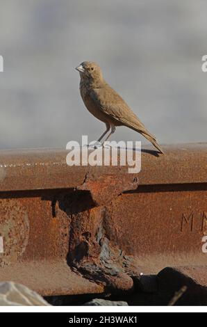 Lark a coda di Rufous; (Ammomanes phoenicurus) adulto in piedi sulla linea ferroviaria arrugginita Little Rann di Kachchh, Gujarat, India Novembre Foto Stock