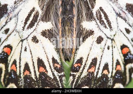 Il Festoon meridionale (Zerynthia polyxena), uno zoom sulla sua ala colorata, sinonimo di tossicità. Valle d'Aosta, Alpi italiane. Foto Stock