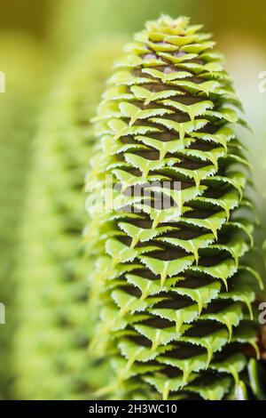 Un ramo di abete coreano con coni giovani nel giardino primaverile Foto Stock