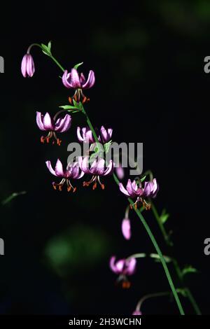 TÃ¼rkenbundliliy Foto Stock