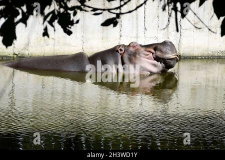 Un ippopotamo che dorme in un laghetto. Zoo, asilo per animali. Primo piano. Messa a fuoco selettiva. Foto Stock