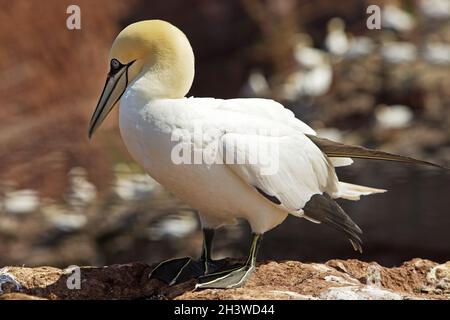 Gannet settentrionale (Morus fagannanus) in profilo sulla pietra arenaria rossa, Heligoland, Germania, Europa Foto Stock