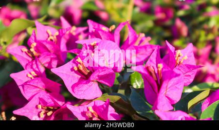 Begonville coloratissimi fiori in giornata di sole Foto Stock