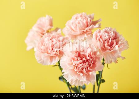Bouquet di garofani rosa. Design concetto di saluto vacanza con bouquet garofano su sfondo giallo Foto Stock