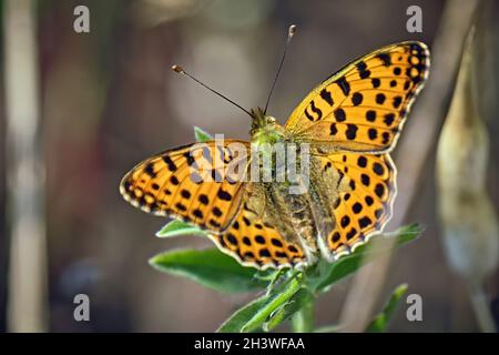 Piccola farfalla madre-di-perla (Issoria lathonia). Foto Stock