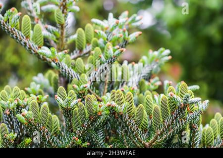 Un ramo di abete coreano con coni giovani nel giardino primaverile Foto Stock