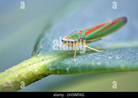 Rhododendron cicada (Graphocephala fennahi). Foto Stock