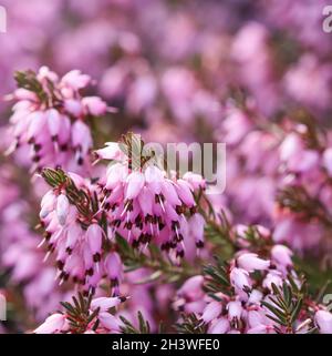 Fiori rosa Erica carnea (Winter Heath) nel giardino in primavera Foto Stock