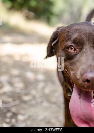 un'immagine in primo piano mezzo ritratto di un cane labrador cioccolato durante una passeggiata Foto Stock