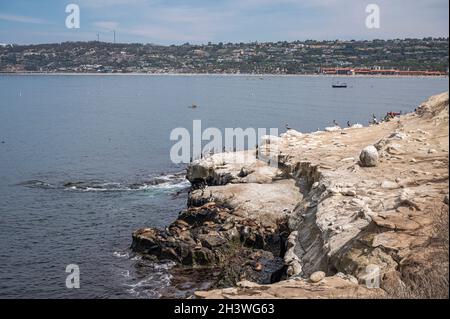 La Jolla, California, USA - 3 ottobre 2021: Le foche e i pellicani marroni si raccolgono su scogliere rocciose bianche e sporche sul lato dell'oceano blu. Cinghia alloggiamento verde o Foto Stock