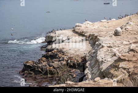 La Jolla, California, Stati Uniti d'America - 3 ottobre 2021: Primo piano di foche marroni e pellicani si raccolgono su scogliere rocciose bianche e sporche sul lato dell'oceano blu. Foto Stock