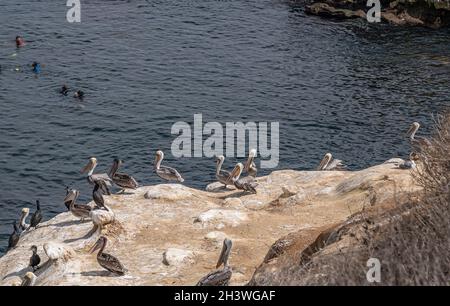 La Jolla, California, Stati Uniti d'America - 3 ottobre 2021: Primo piano di pellicani si riuniscono su bianche scogliere rocciose sporche sul lato dell'oceano. Subacquei in acqua. Foto Stock