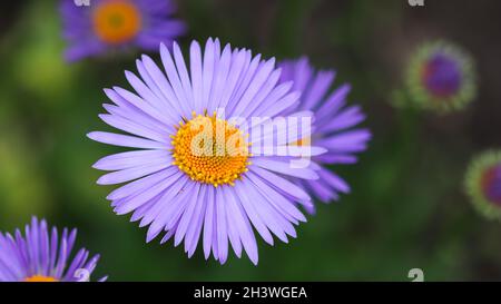 Alpina (Aster alpinus). Bellissimi fiori viola con un centro arancione nel giardino Foto Stock