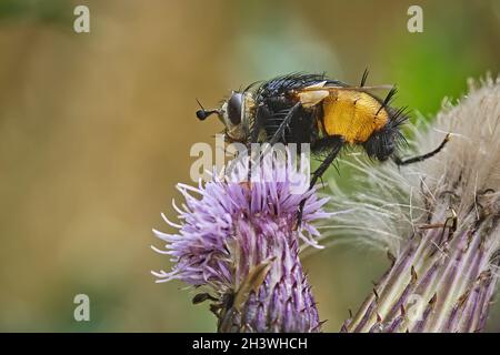 Hedgehog vola (Tachina fera). Foto Stock