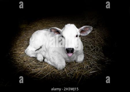 Adorabile vitello che si stendeva in cannucce con la lingua fuori e con le orecchie soffici carini Foto Stock