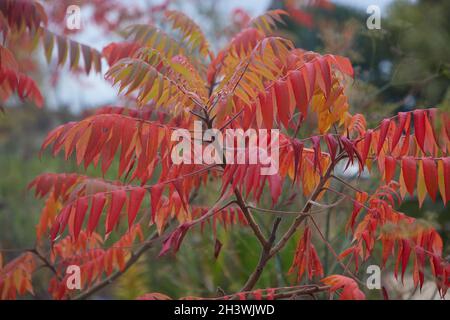 Primo piano della typhina di Rhus visto in autunno con le foglie di colore rosso arancio forte. Foto Stock