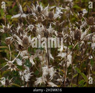 Teste di fiori morti di Eryngium giganteum Argento Ghost visto in autunno. Foto Stock