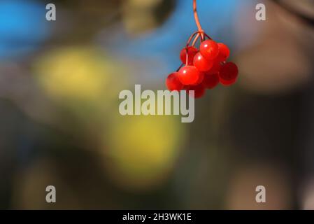 Mazzo di mirtilli rossi maturi di viburnum opulus su ramo alla luce del sole su sfondo sfocato autunno. Primo piano di rosa guelder. Spazio di copia Foto Stock