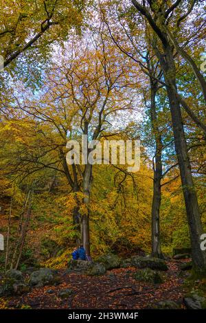 Colorati boschi autunnali a Padley Gorge, Peak District National Park, Derbyshire Foto Stock