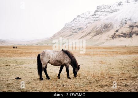 Un cavallo bianco e nero sgrana in un campo, mangia erba secca gialla, sullo sfondo di una montagna innevata. Il cavallo islandese Foto Stock