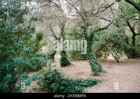 Olivi in un bosco intrecciato con edera verde. Foto Stock
