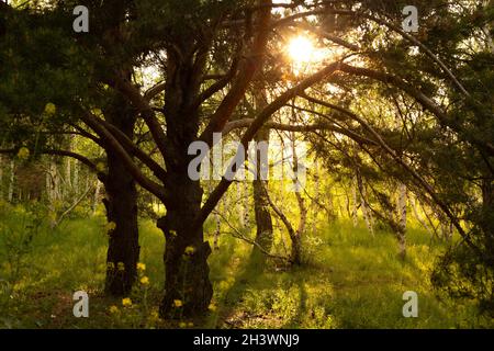 Estate foresta con il sole luminoso che brilla attraverso gli alberi. Foto Stock