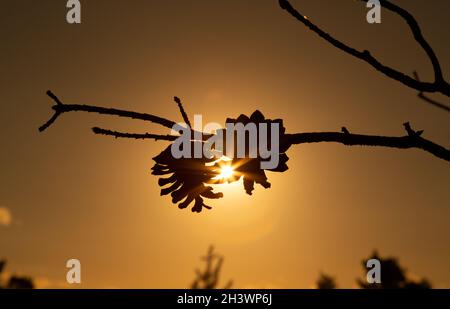 Coni di pino su ramo di albero in silhouette paesaggio tramonto. Foto Stock