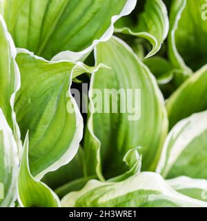 Sfondo naturale. Hosta (Funkia, Plantain Lilies) nel giardino. Primo piano foglie verdi con bordo bianco Foto Stock