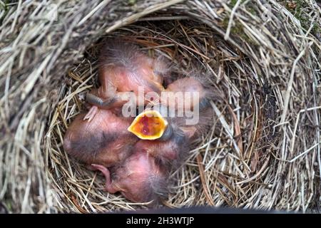 Quattro pulcini covati nel nido di un uccello nero (Turdus merula). Foto Stock