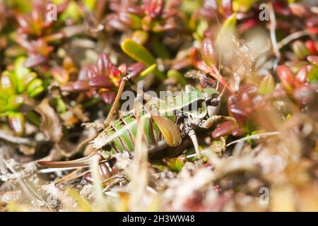 Pigmy (Anonconotus pusillus), una femmina. Specie endemiche delle Alpi nordoccidentali d'Italia. Parco Naturale del Mont Avic, Aosta. Foto Stock