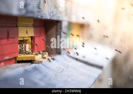 API Hive: Volare verso le tavole di atterraggio Foto Stock