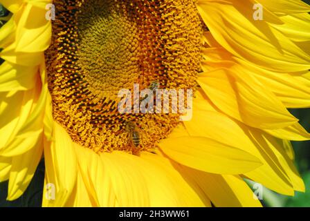 Full frame close up estremo dei petali e stamen di un luminoso Sunflower colorato completo di due api. Sparato nei pressi di Arles, Francia. Foto Stock