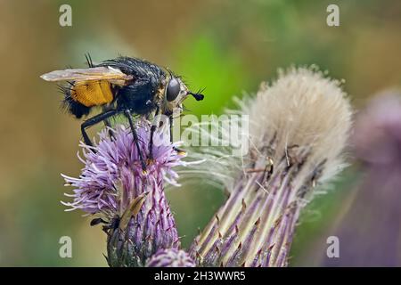 Hedgehog vola (Tachina fera). Foto Stock