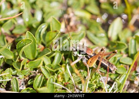 Pigmy (Anonconotus pusillus), un maschio. Specie endemiche delle Alpi nordoccidentali d'Italia. Parco Naturale del Mont Avic, Aosta. Foto Stock