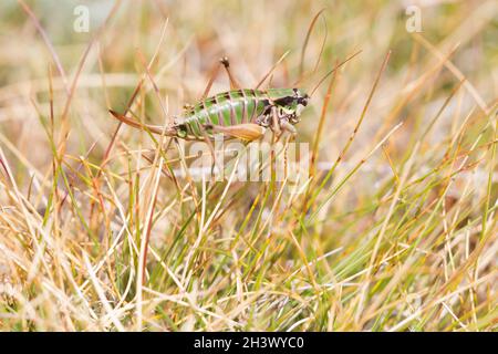 Pigmy (Anonconotus pusillus), una femmina. Specie endemiche delle Alpi nordoccidentali d'Italia. Parco Naturale del Mont Avic, Aosta. Foto Stock