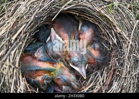 Quattro pulcini covati nel nido di un uccello nero (Turdus merula). Foto Stock