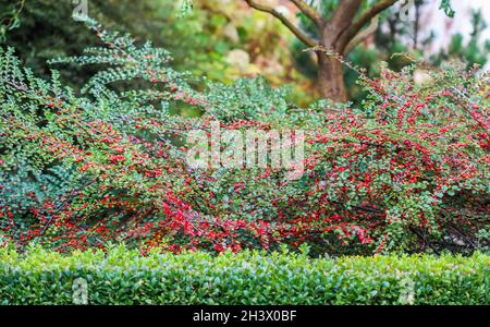 Molti frutti rossi sui rami di una cespuglio di cotoneaster horizontalis nel giardino in autunno Foto Stock