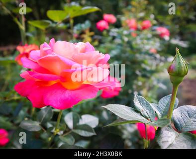 Bellissime rose rosse in giardino nella giornata di sole Foto Stock
