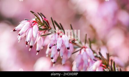 Fiori rosa Erica carnea (Winter Heath) nel giardino in primavera Foto Stock