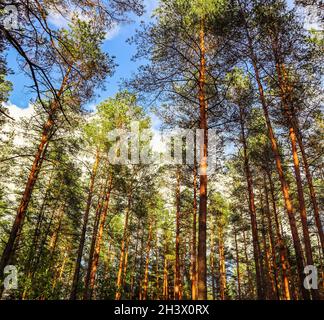 Tall tronchi di alberi di pino su uno sfondo di cielo blu nella foresta Foto Stock