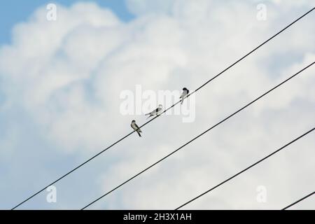 tre uccelli su un filo elettrico con un cielo blu nuvoloso sullo sfondo Foto Stock