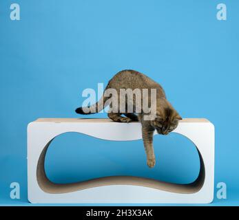 Il gatto diritto scozzese grigio per adulti si erge su una struttura di carta che graffia il montante su uno sfondo blu Foto Stock