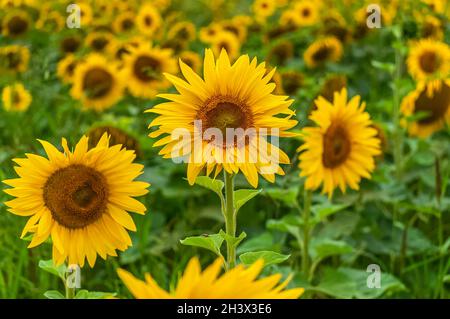 Close up di girasole sul campo Foto Stock