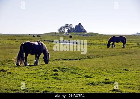 Cavalli su un fen con il Kirchwarft sullo sfondo, Hallig Hooge, Frisia settentrionale, Germania, Europa Foto Stock