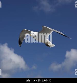 Flying Sea Gulls (Larus canus), Frisia settentrionale, Germania, Europa Foto Stock