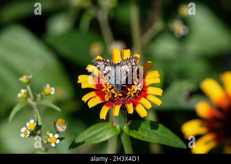 Comune scacchi-Skipper che si nutrono di fiori di Zinnia di colore rosso e giallo. Questa farfalla è sorprendentemente marcata e vola in giardini, parchi, campi, Foto Stock